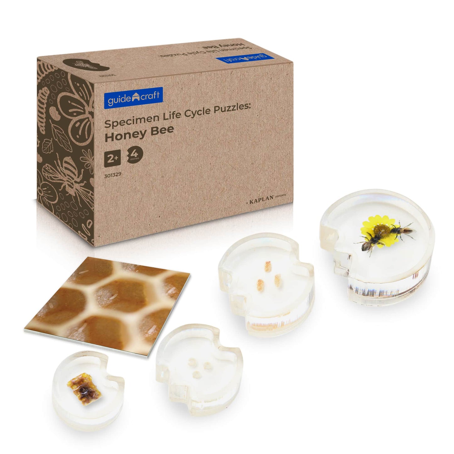 Specimen Life Cycle Puzzles